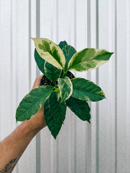Variegated Hoya Multiflora - Shooting Star –