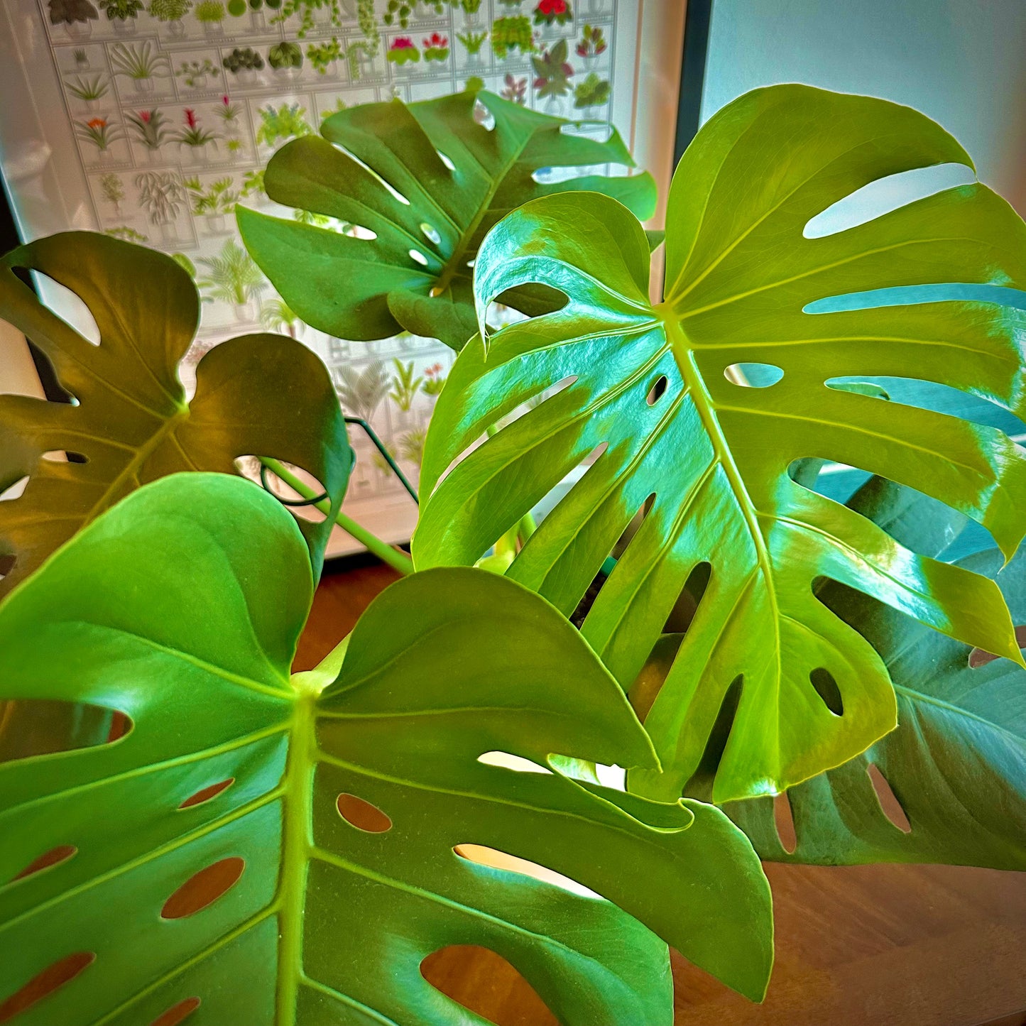 Monstera deliciosa (Swiss Cheese Plant)