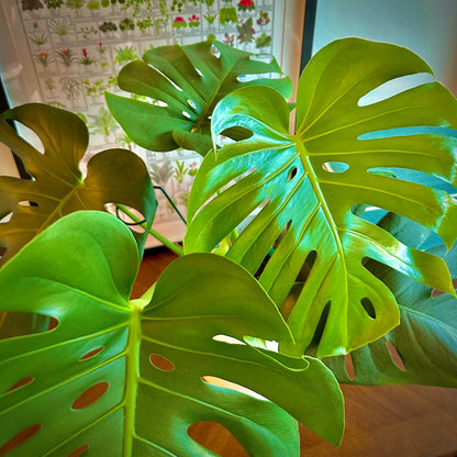 Monstera deliciosa (Swiss Cheese Plant)