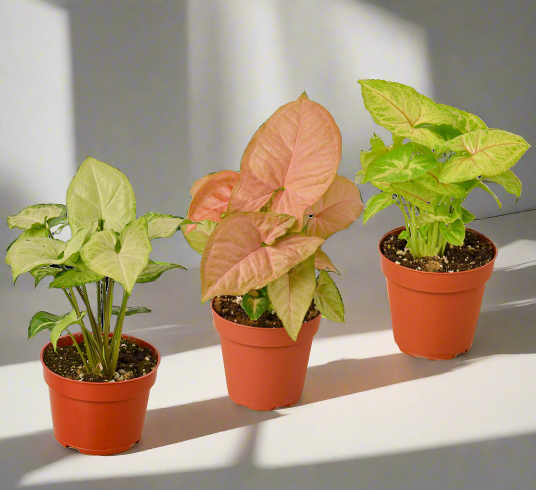 Syngonium Variety Pack – 3 Live Arrowhead Plants in 4" Pots