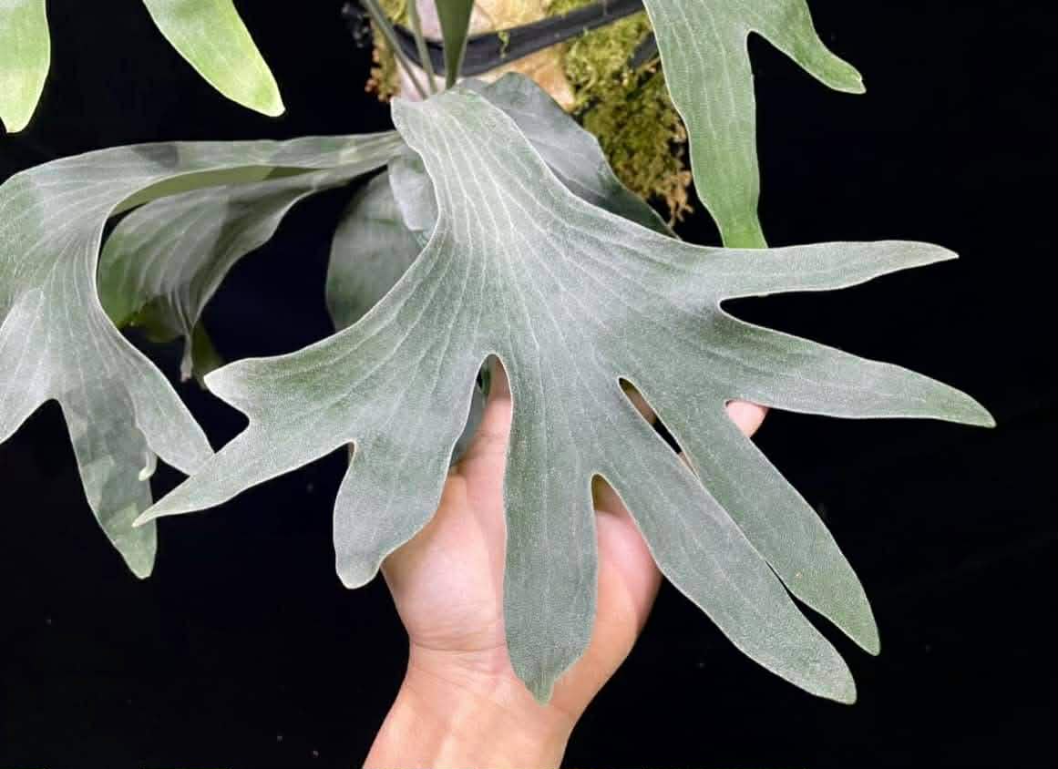 Platycerium Endless spore