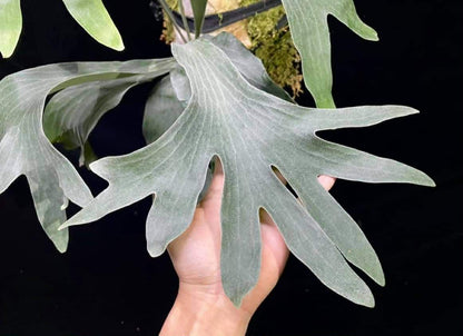 Platycerium Endless spore