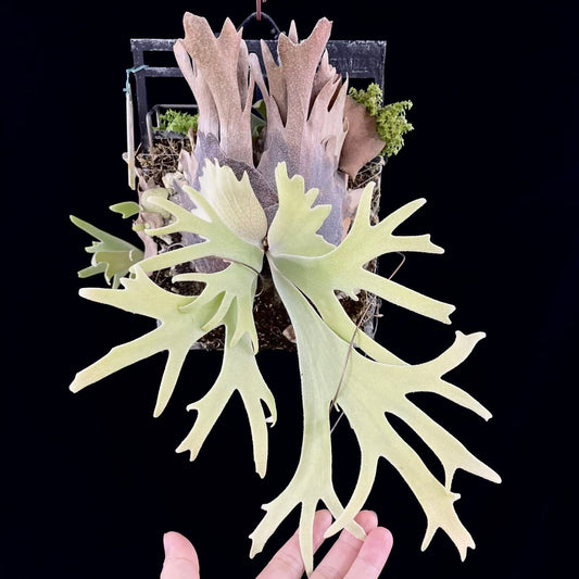 Platycerium Willinckii Yellow Moon Select #1 Pup