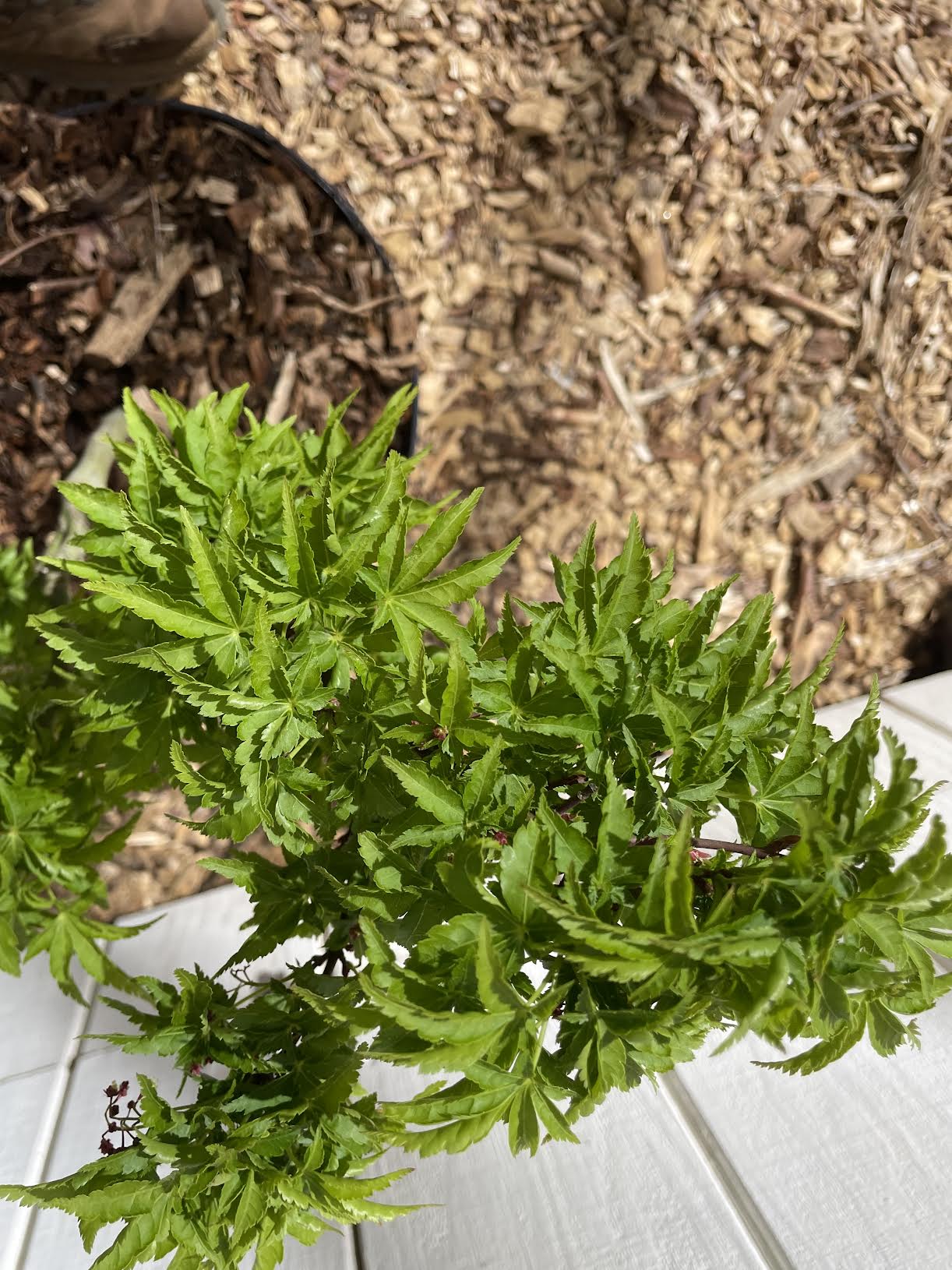 Shishigashira Japanese Maple Tree | Lion's Head Maple –