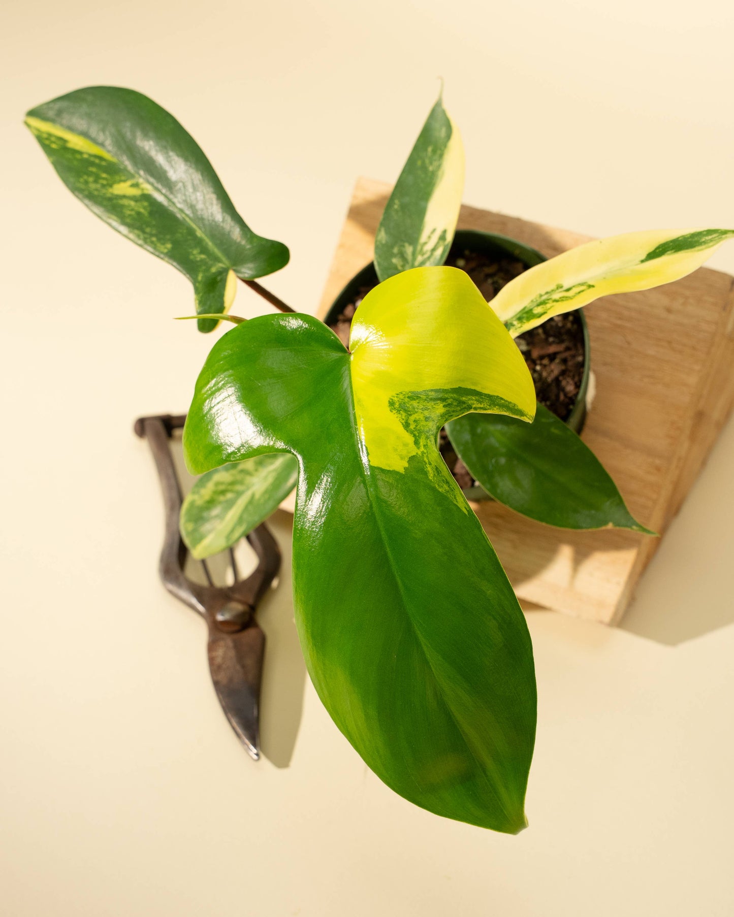 Philodendron Florida Beauty 'Sunrise' - 4" –