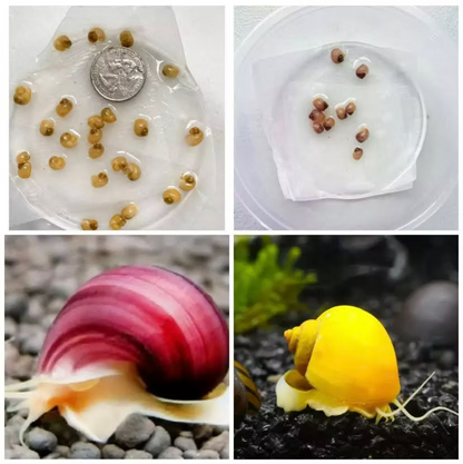 Live Mystery Snails for Sale – Locally Bred & Raised - Freshwater Aquarium Snails –