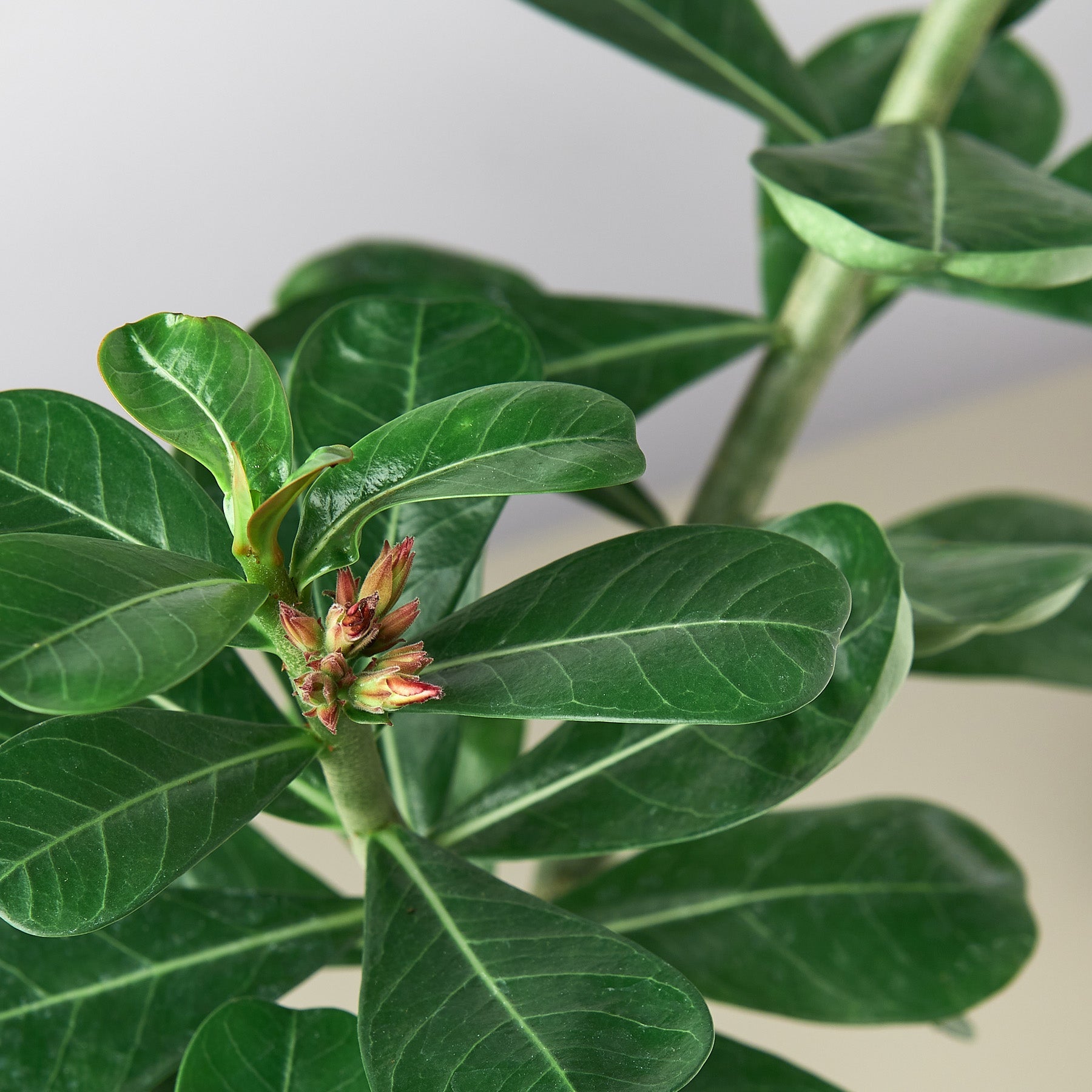 Succulent Adenium Obesum 'Desert Rose' – Succulent