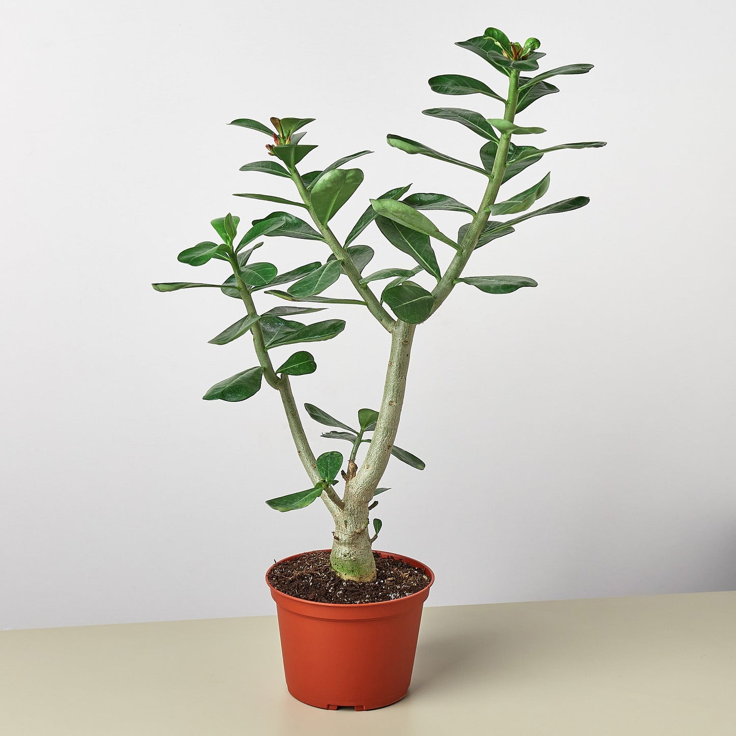 Succulent Adenium Obesum 'Desert Rose' – 6" Pot Succulent
