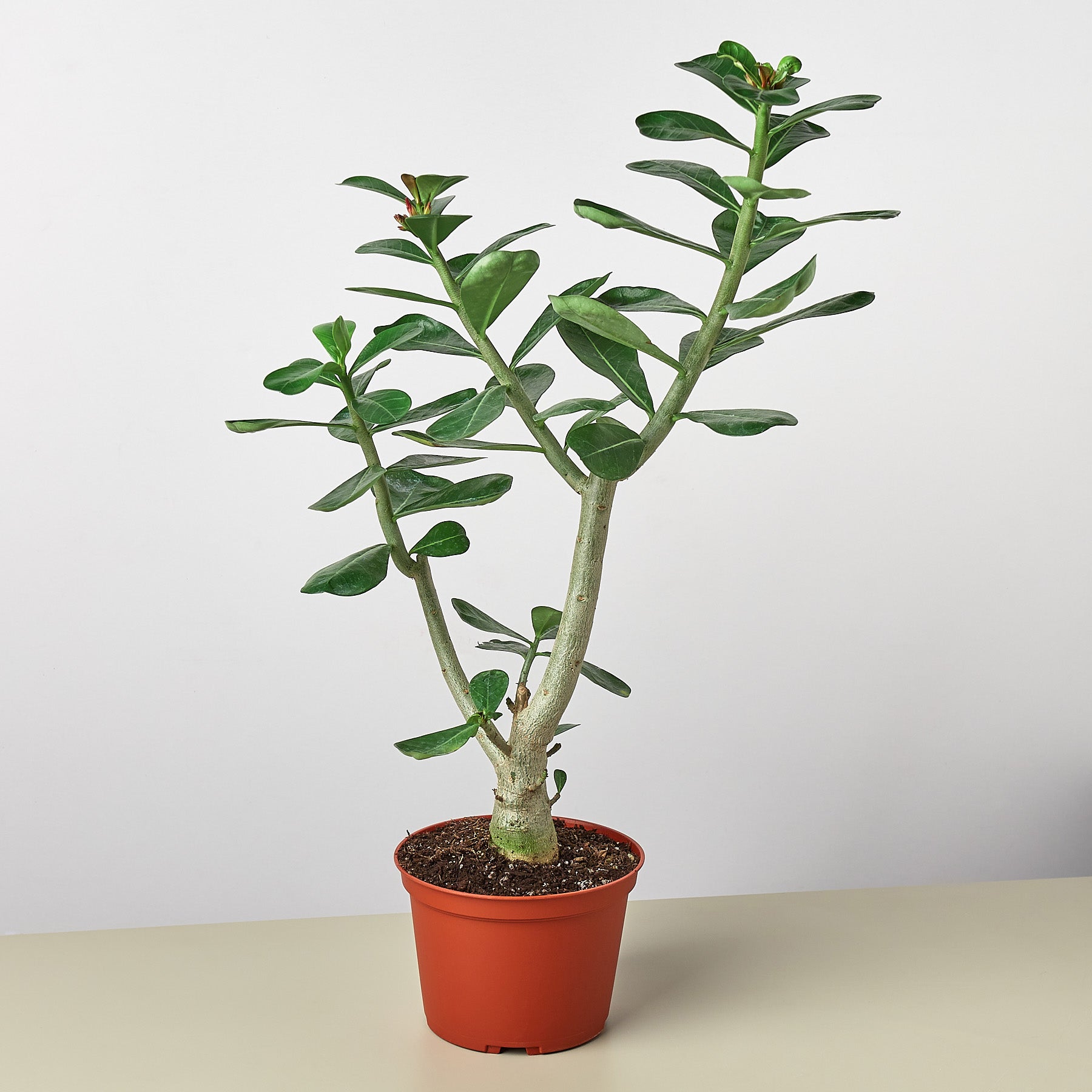 Succulent Adenium Obesum 'Desert Rose' – 6" Pot Succulent