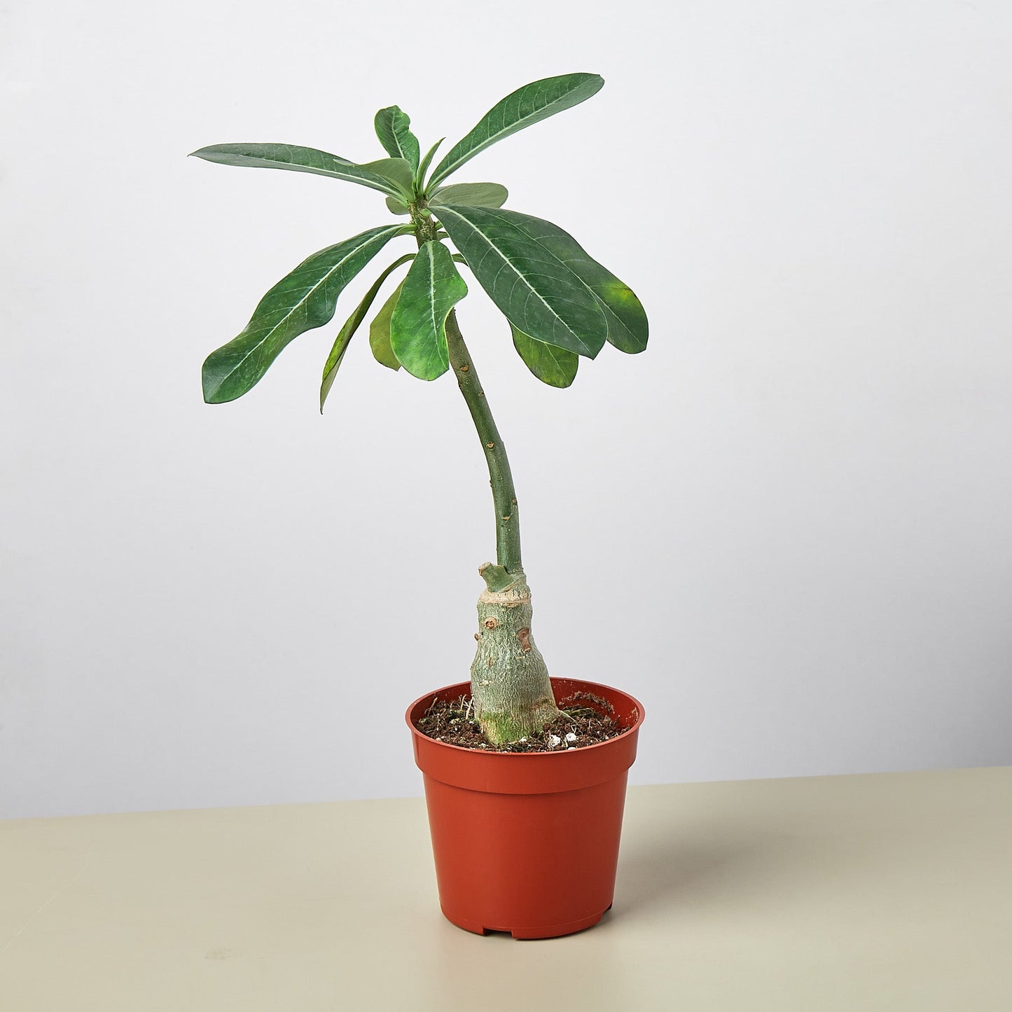 Succulent Adenium Obesum 'Desert Rose' – 4" Pot Succulent