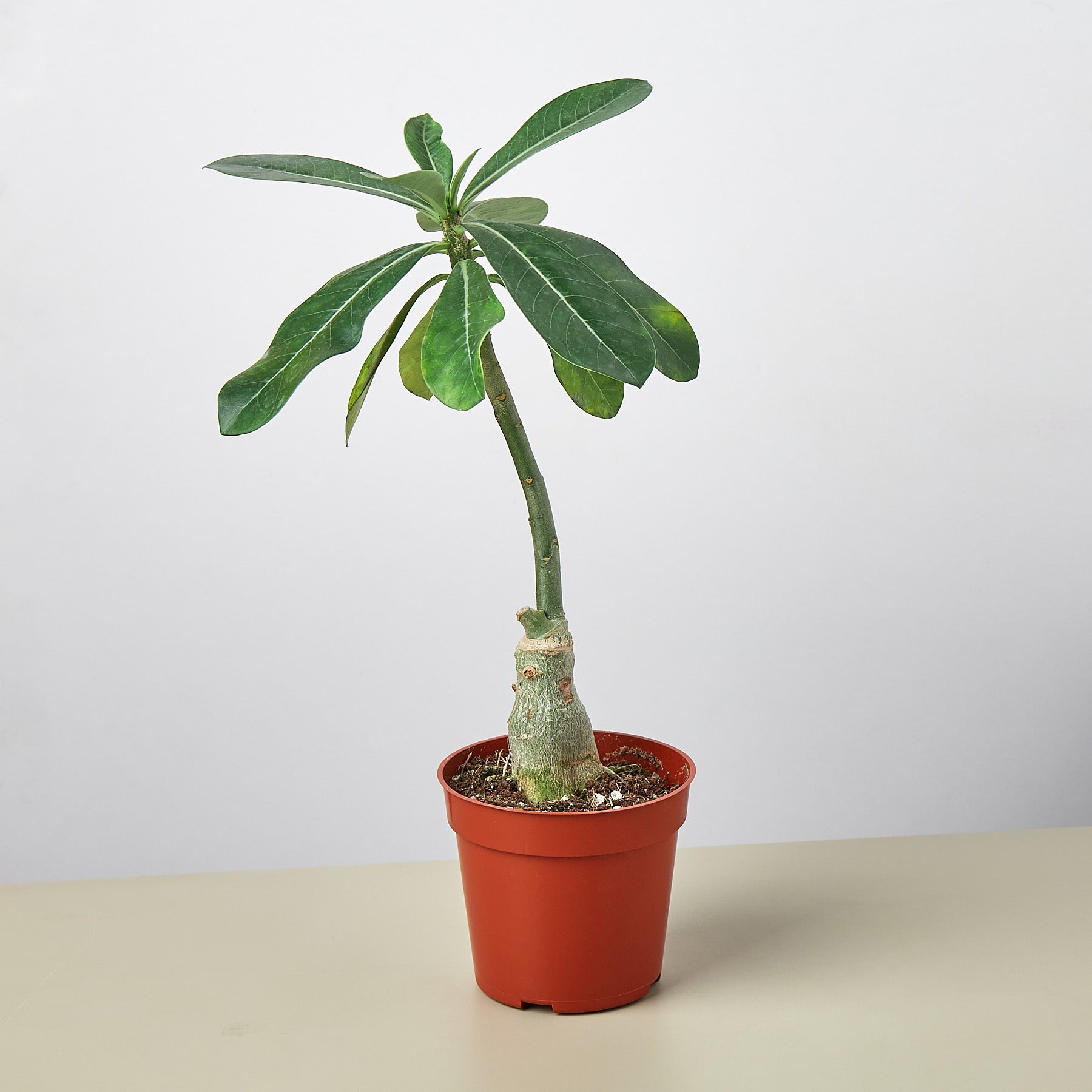 Succulent Adenium Obesum 'Desert Rose' – 4" Pot Succulent