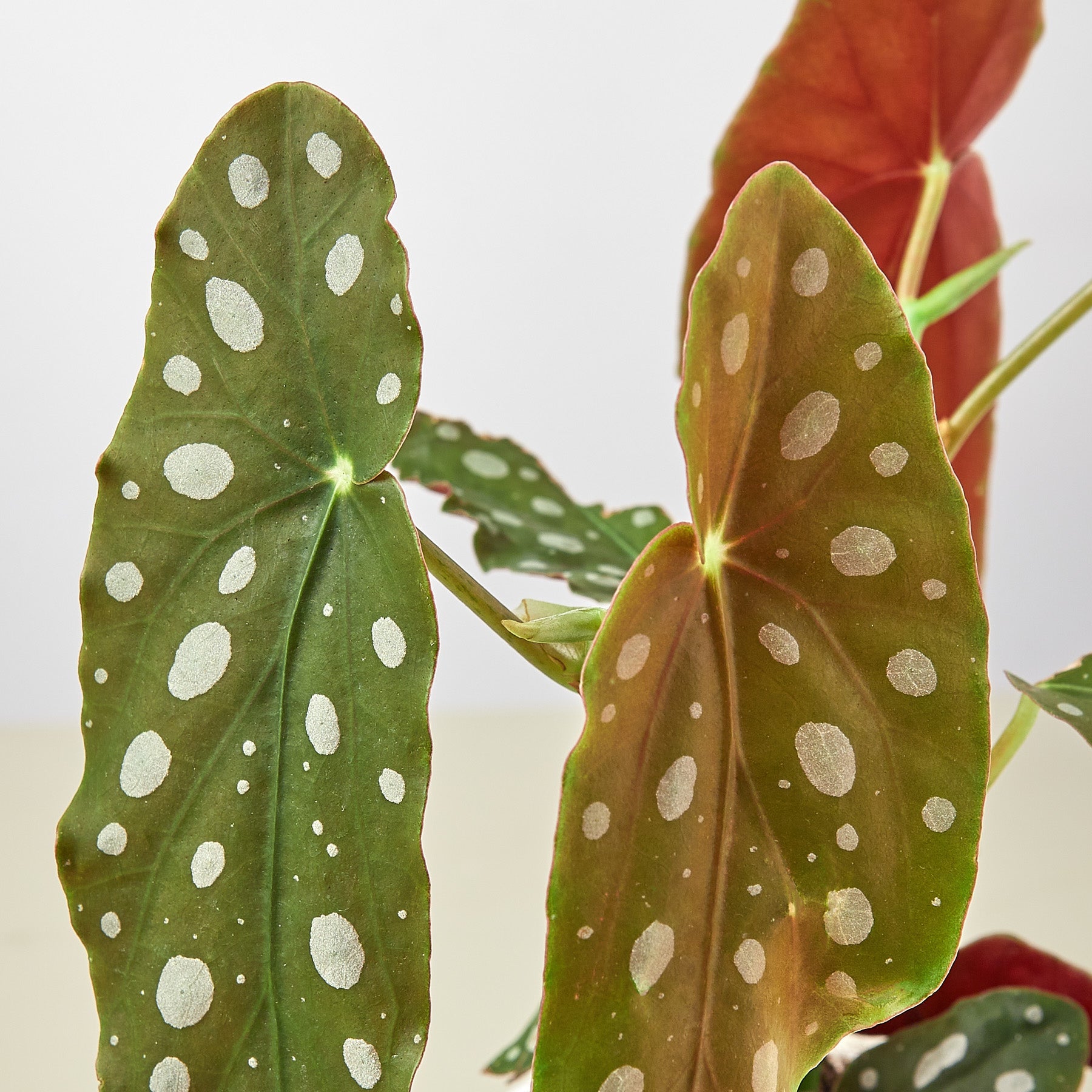 Begonia 'Maculata' – Indoor Plants