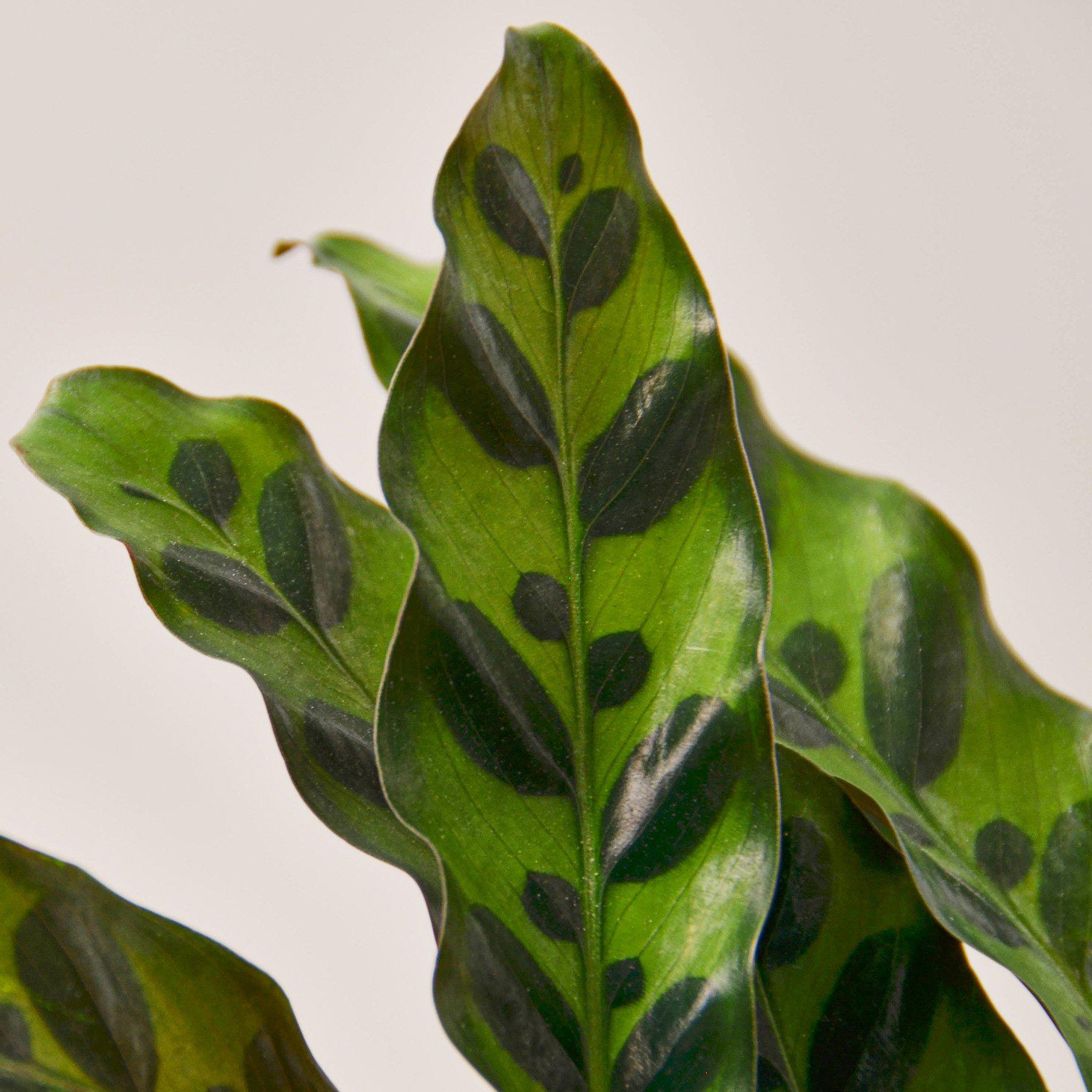 Calathea Lancifolia 'Rattlesnake' – Indoor Plants