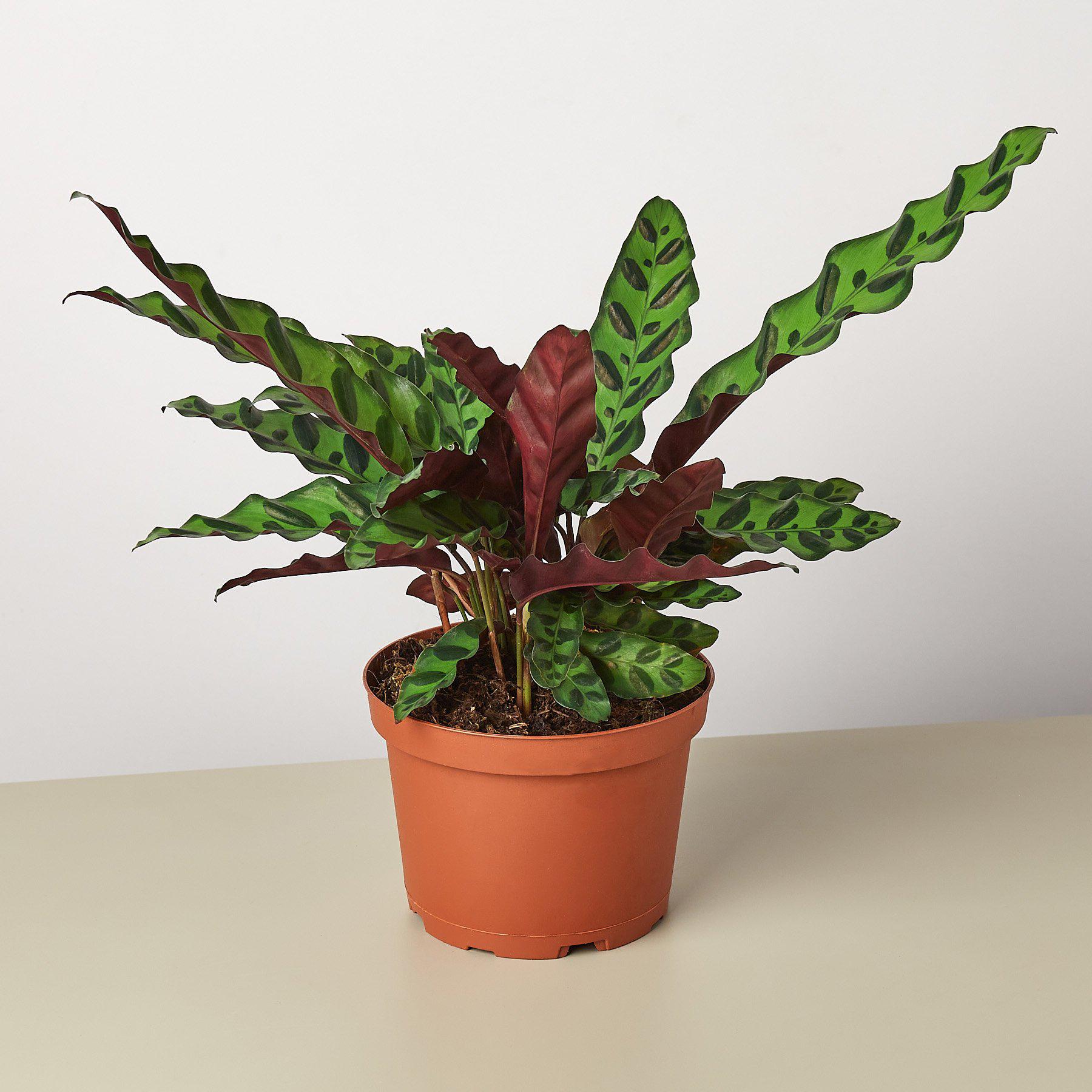 Calathea Lancifolia 'Rattlesnake' – 6" Pot Nursery Pot Indoor Plants
