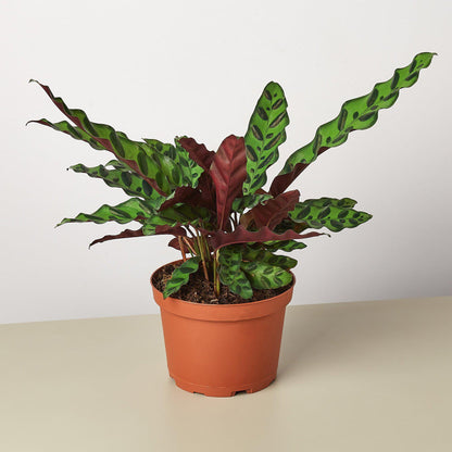Calathea Lancifolia 'Rattlesnake' – 6" Pot Nursery Pot Indoor Plants