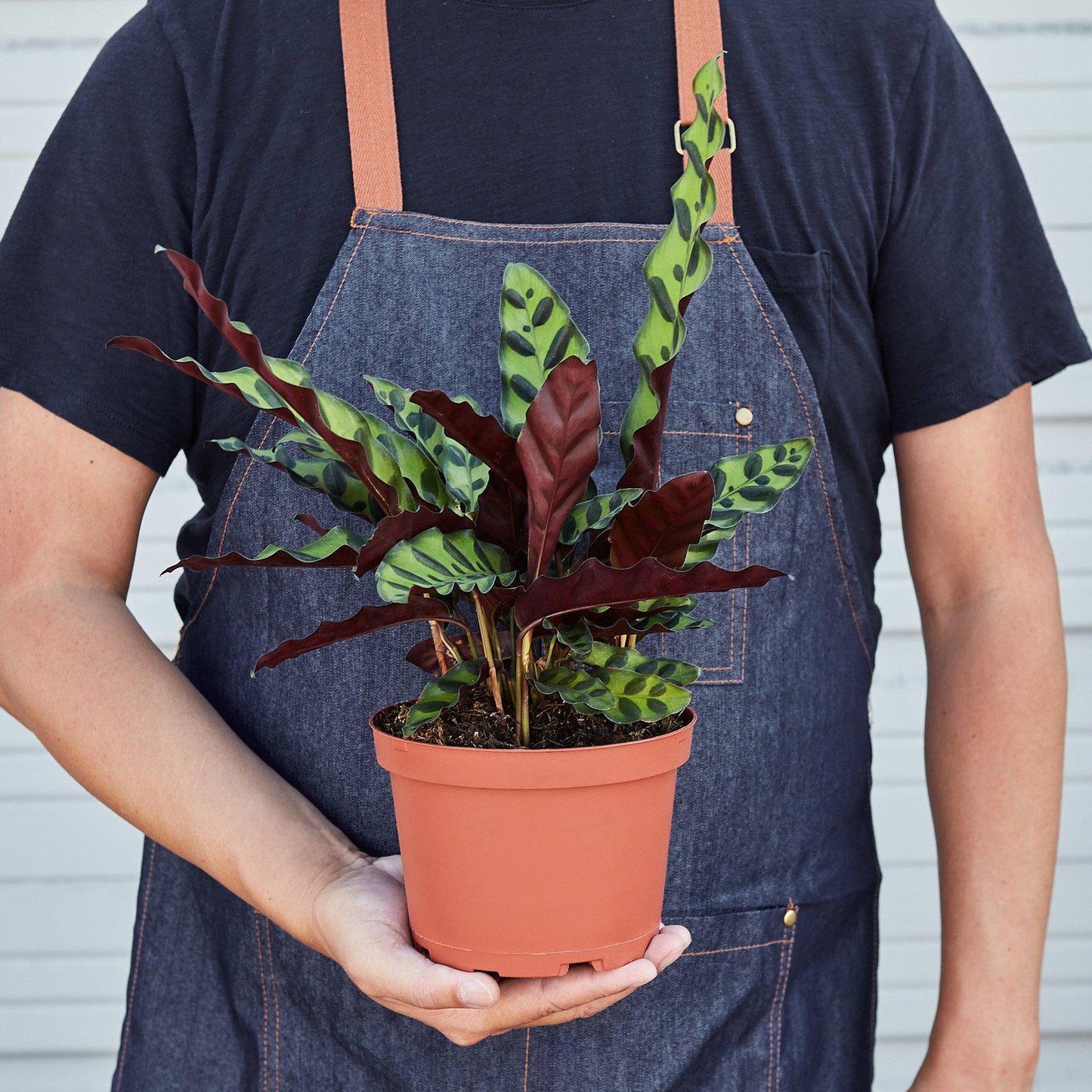Calathea Lancifolia 'Rattlesnake' – Indoor Plants
