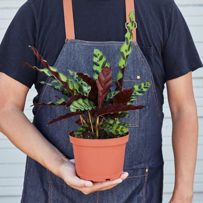 Calathea Lancifolia 'Rattlesnake' – Indoor Plants