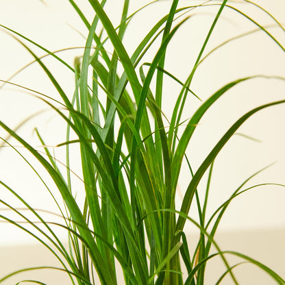 Palm Ponytail – 10" Pot Nursery Indoor Plants