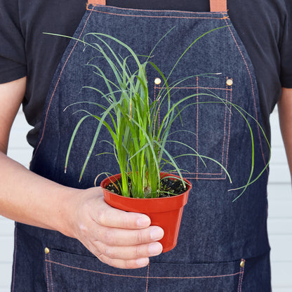 Palm Ponytail – Indoor Plants