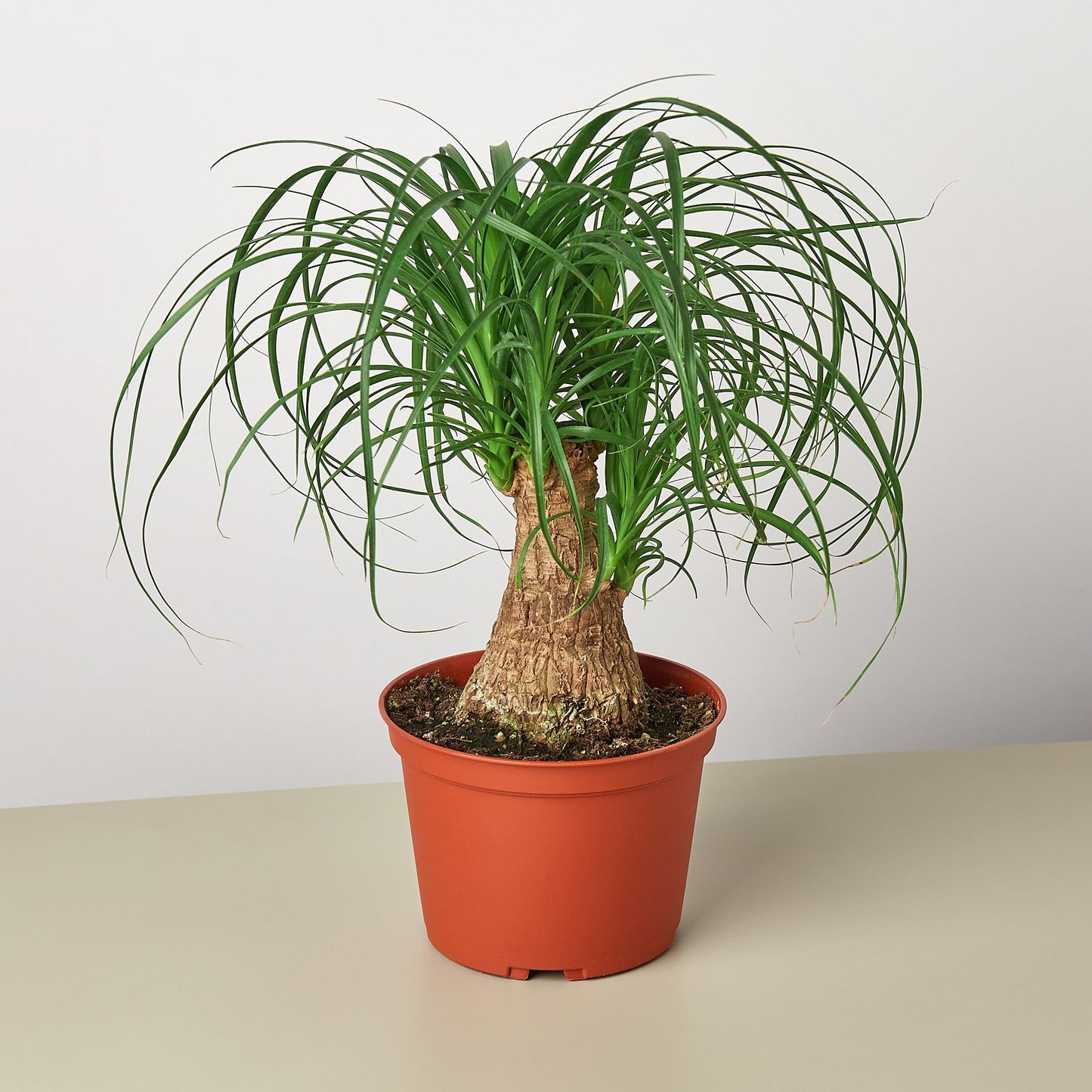 Palm Ponytail – 6" Pot Nursery Indoor Plants