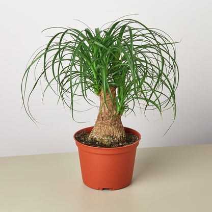 Palm Ponytail – 6" Pot Nursery Indoor Plants