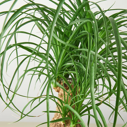 Palm Ponytail – Indoor Plants