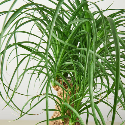 Palm Ponytail – 8" Pot Nursery Indoor Plants