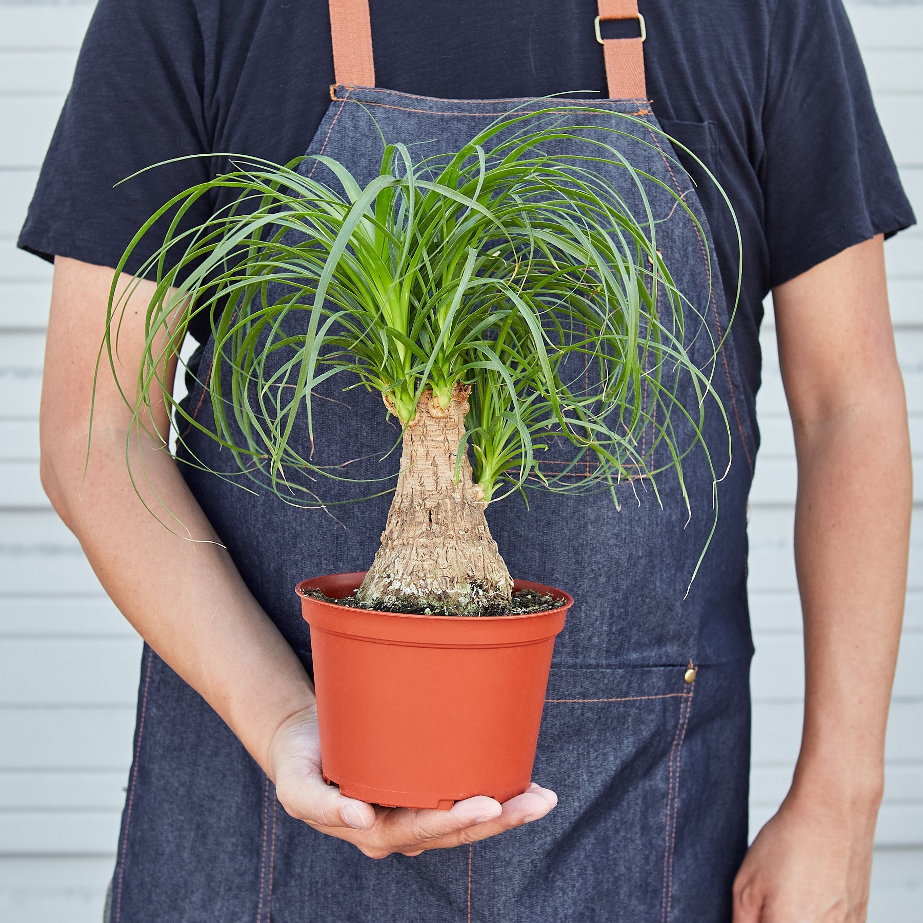 Palm Ponytail – Indoor Plants