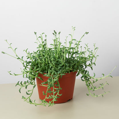 Succulent 'String of Dolphins' – 6" Pot Nursery Pot Succulent