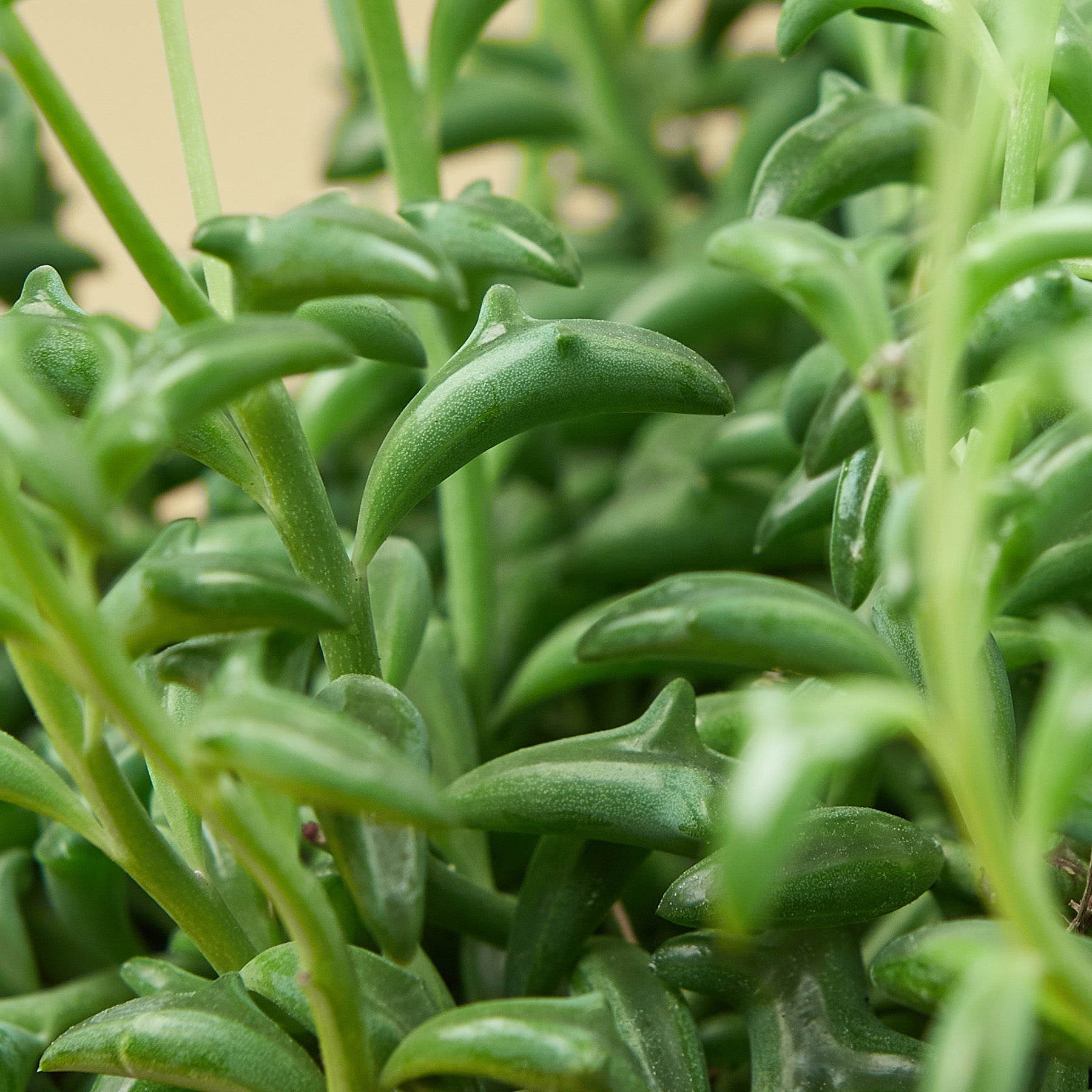 Succulent 'String of Dolphins' – Succulent