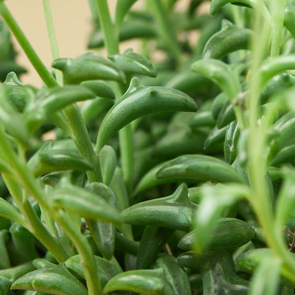 Succulent 'String of Dolphins' – Succulent
