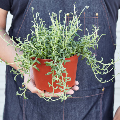 Succulent 'String of Dolphins' – Succulent