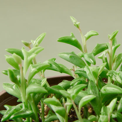Succulent 'String of Dolphins' – Succulent