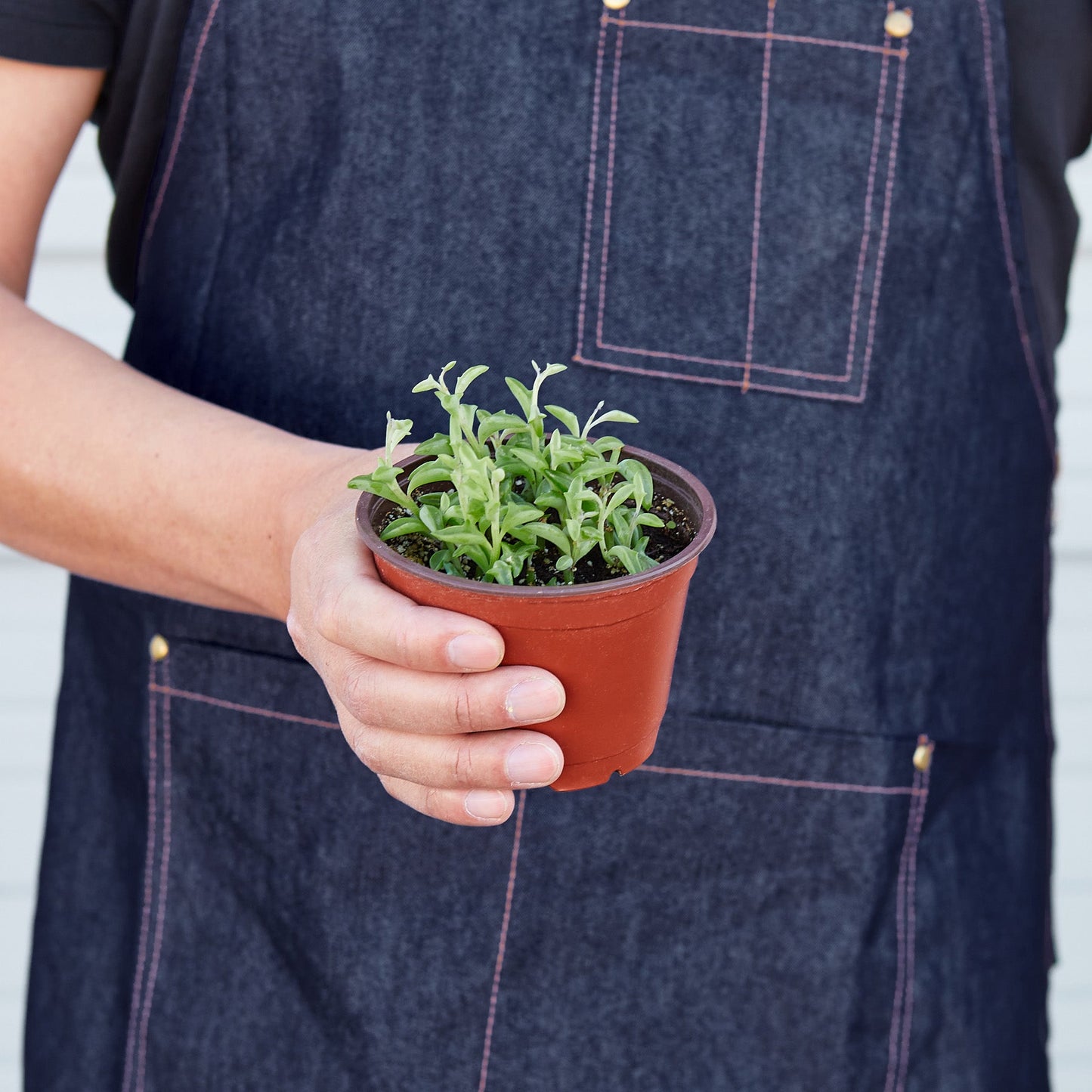 Succulent 'String of Dolphins' – Succulent