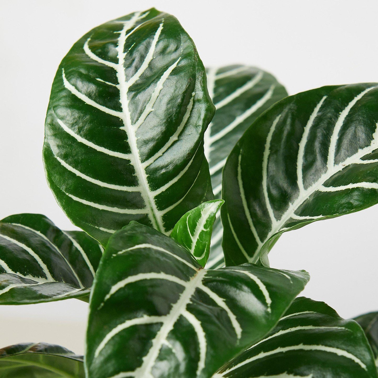 Zebra 'Aphelandra' – Indoor Plants