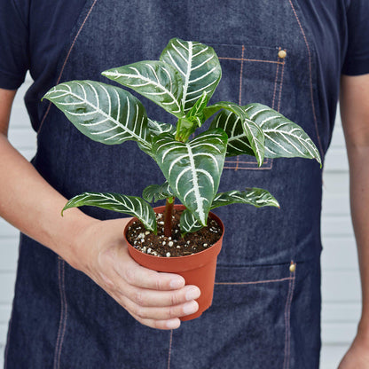 Zebra 'Aphelandra' – Indoor Plants