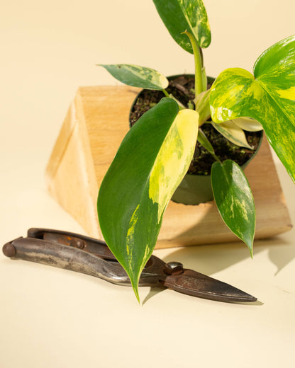 Philodendron Florida Beauty 'Sunrise' - 4" –