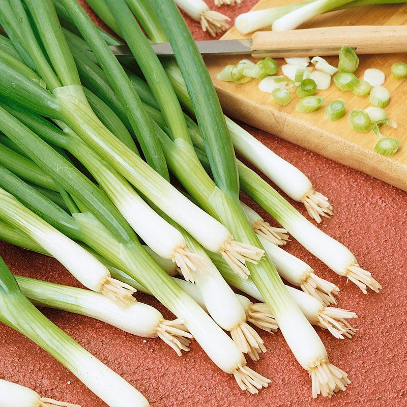 Onion Seeds, Evergreen Bunching (Organic) – Vegetable Seeds