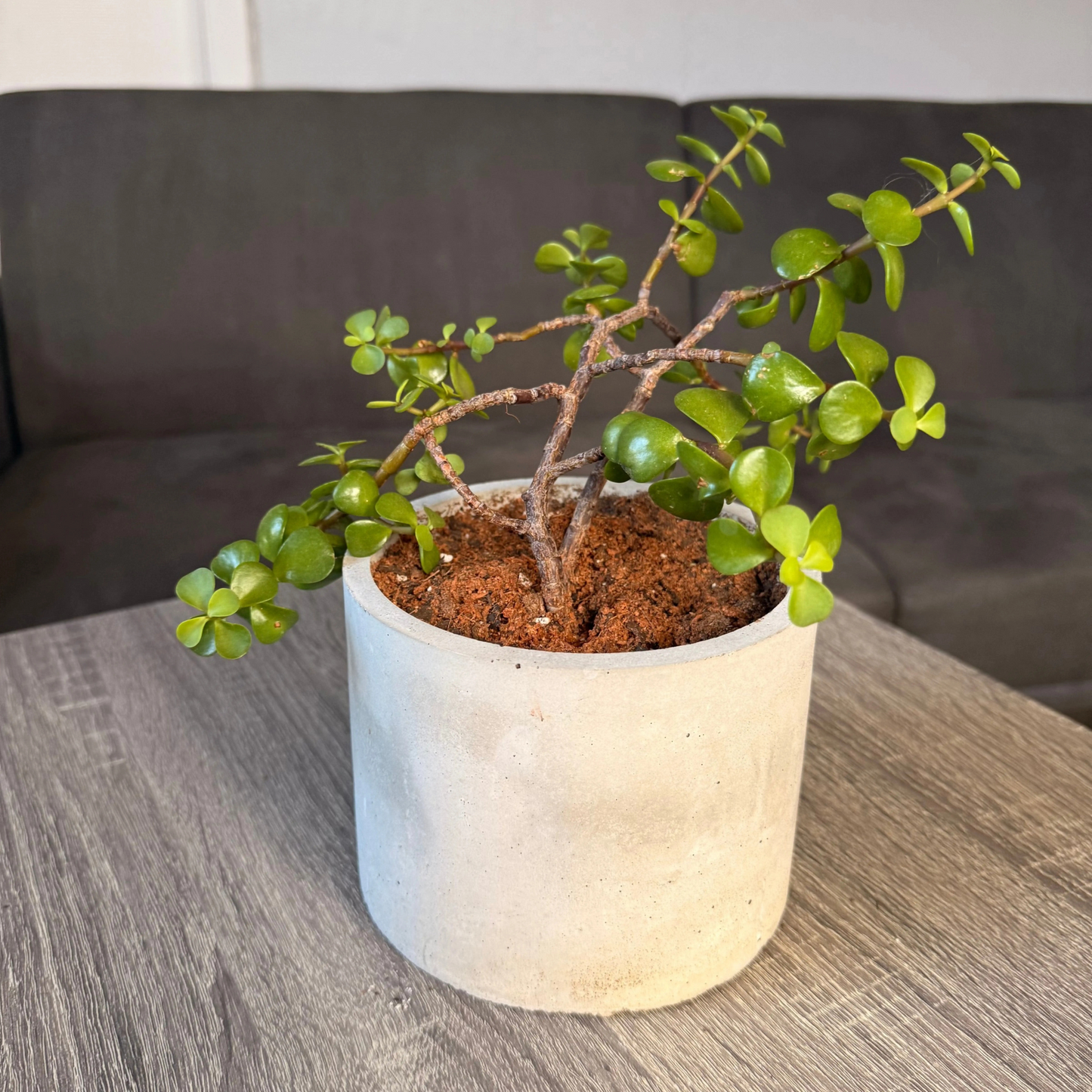 Elephant Bush – Low-Maintenance Succulent in Charlie Pot Original Soft Gray