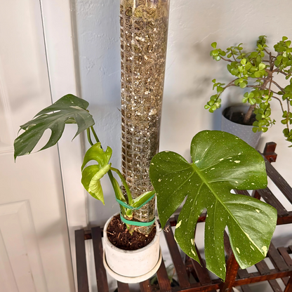 Monstera Thai Constellation – Rare Variegated Statement Plant in Charlie Pot with Grow Pole – Potted Houseplant