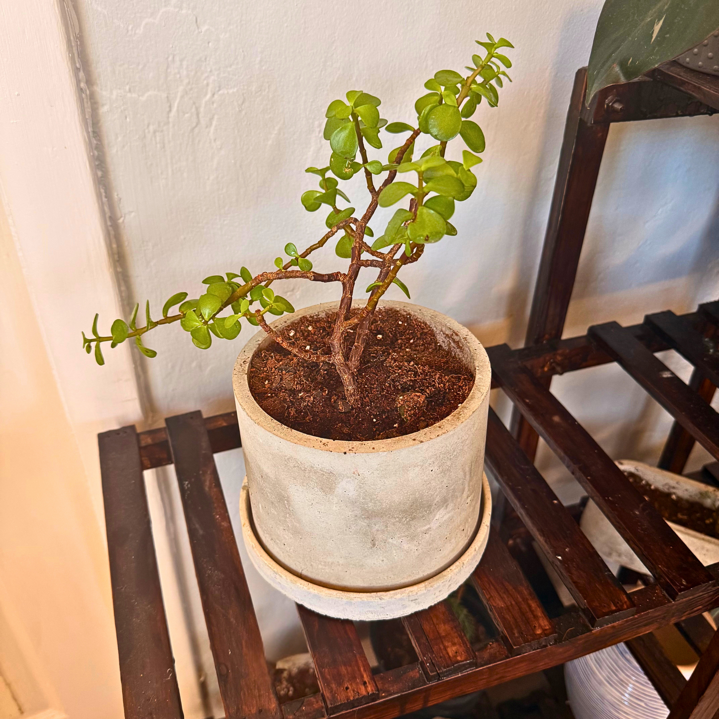 Elephant Bush – Low-Maintenance Succulent in Charlie Pot Original Soft Gray