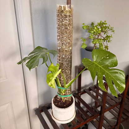 Monstera Thai Constellation – Rare Variegated Statement Plant in Charlie Pot with Grow Pole – Potted Houseplant