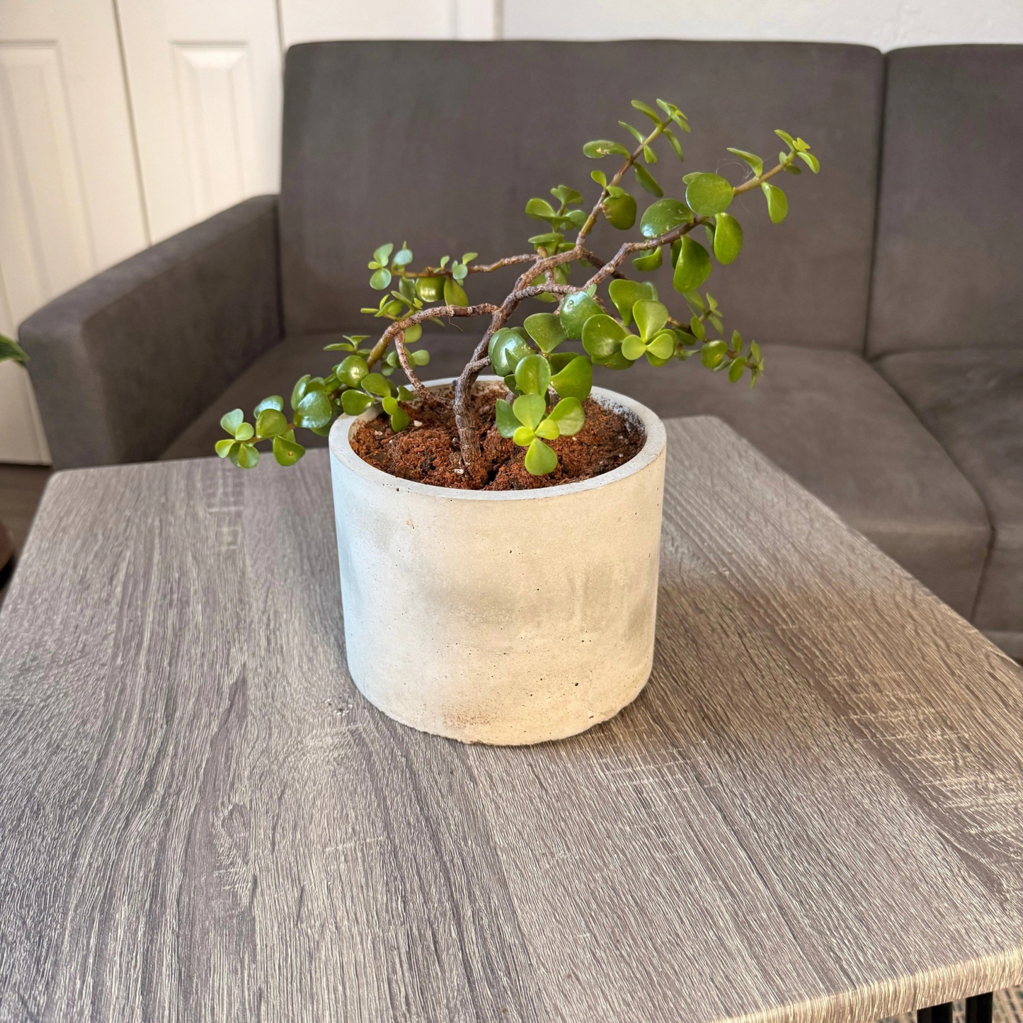 Elephant Bush – Low-Maintenance Succulent in Charlie Pot Original Soft Gray