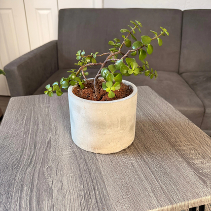 Elephant Bush – Low-Maintenance Succulent in Charlie Pot Original Soft Gray