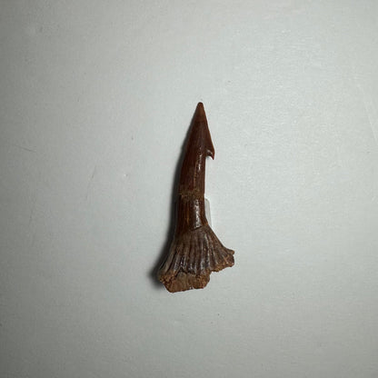 Onchopristis Barb/Tooth (SM) from Morocco