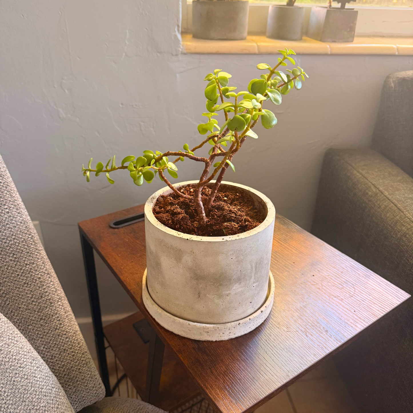 Elephant Bush – Low-Maintenance Succulent in Charlie Pot Original Soft Gray