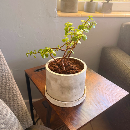 Elephant Bush – Low-Maintenance Succulent in Charlie Pot Original Soft Gray