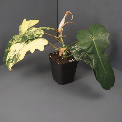 Philodendron Florida Beauty x Mayoi