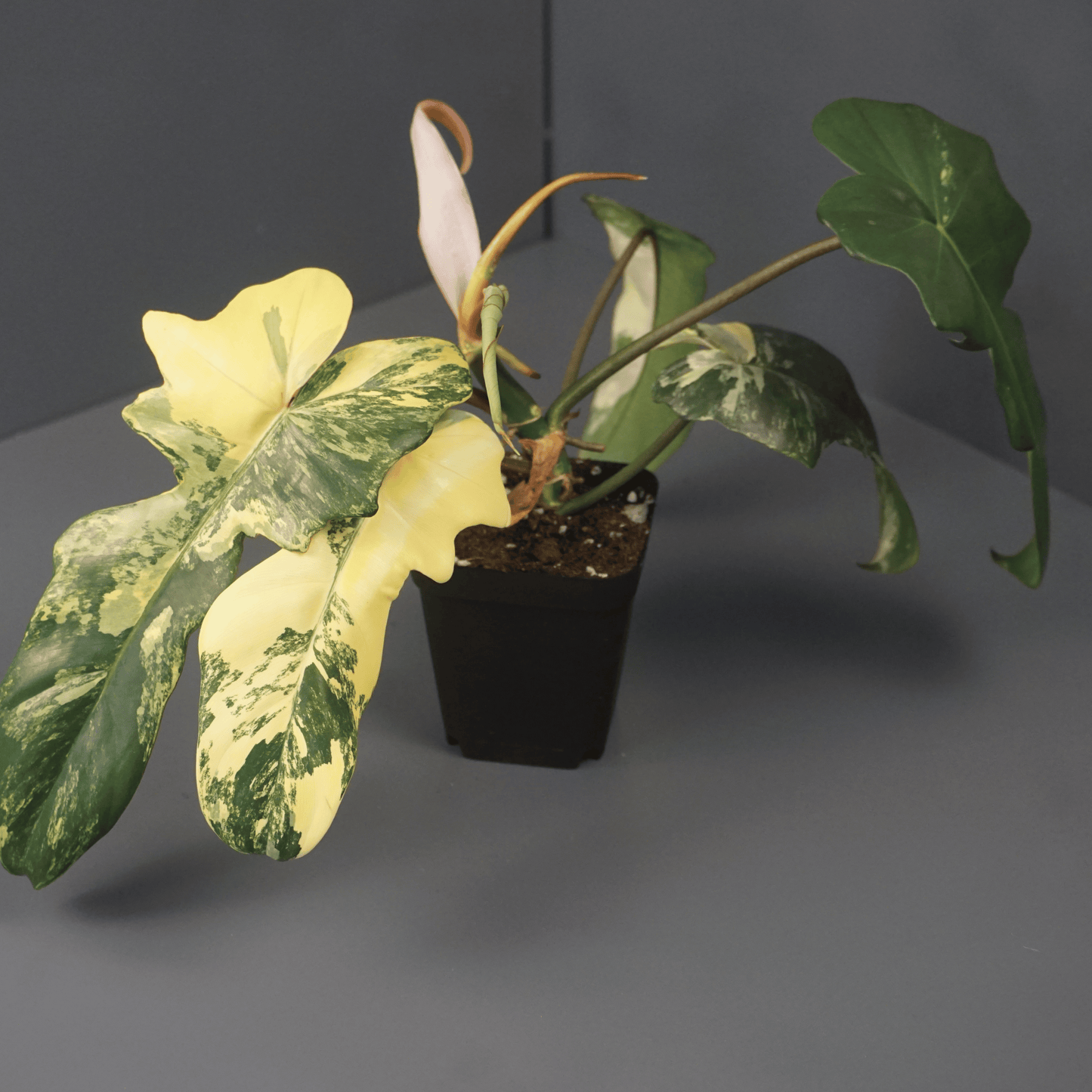 Philodendron Florida Beauty x Mayoi