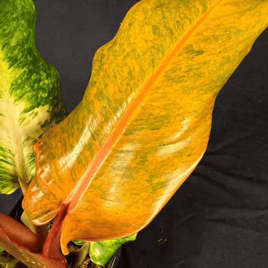 Philodendron Orange Marmalade Indonesian Form